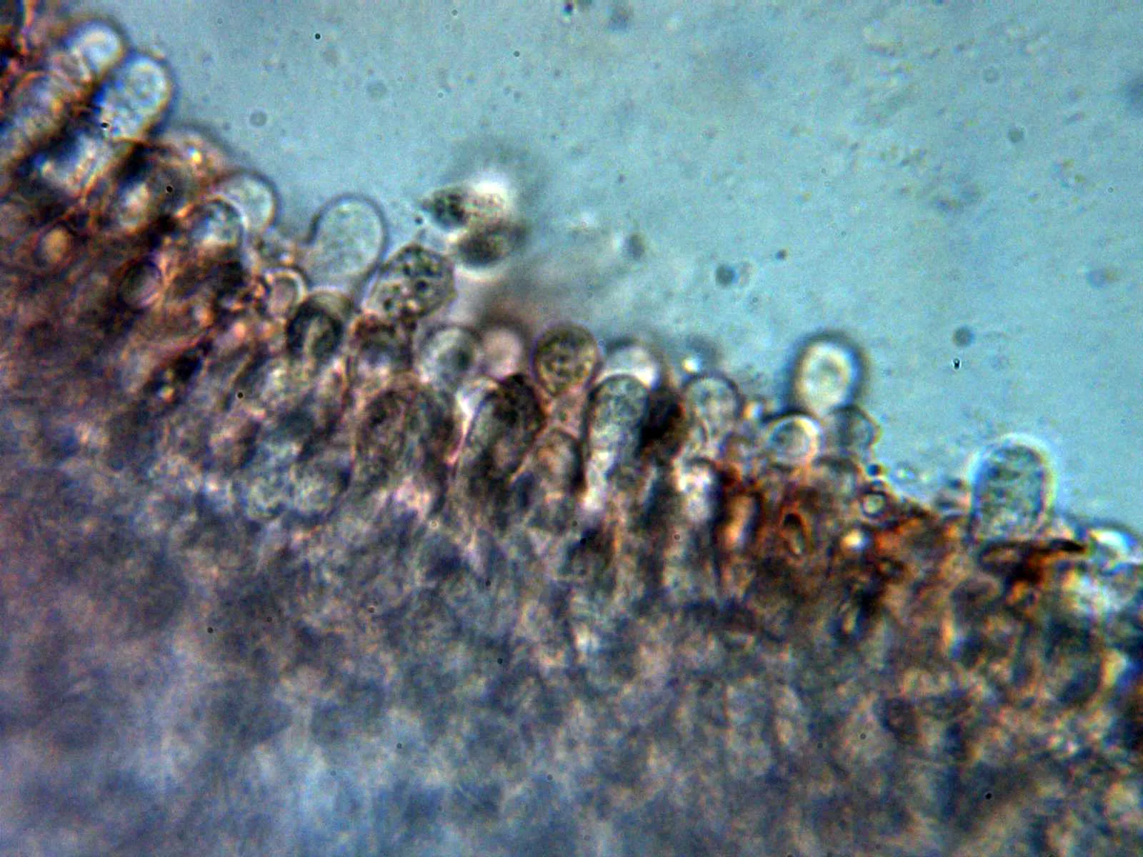 Microscopía de Lepista irina - 10 - Himenio 1